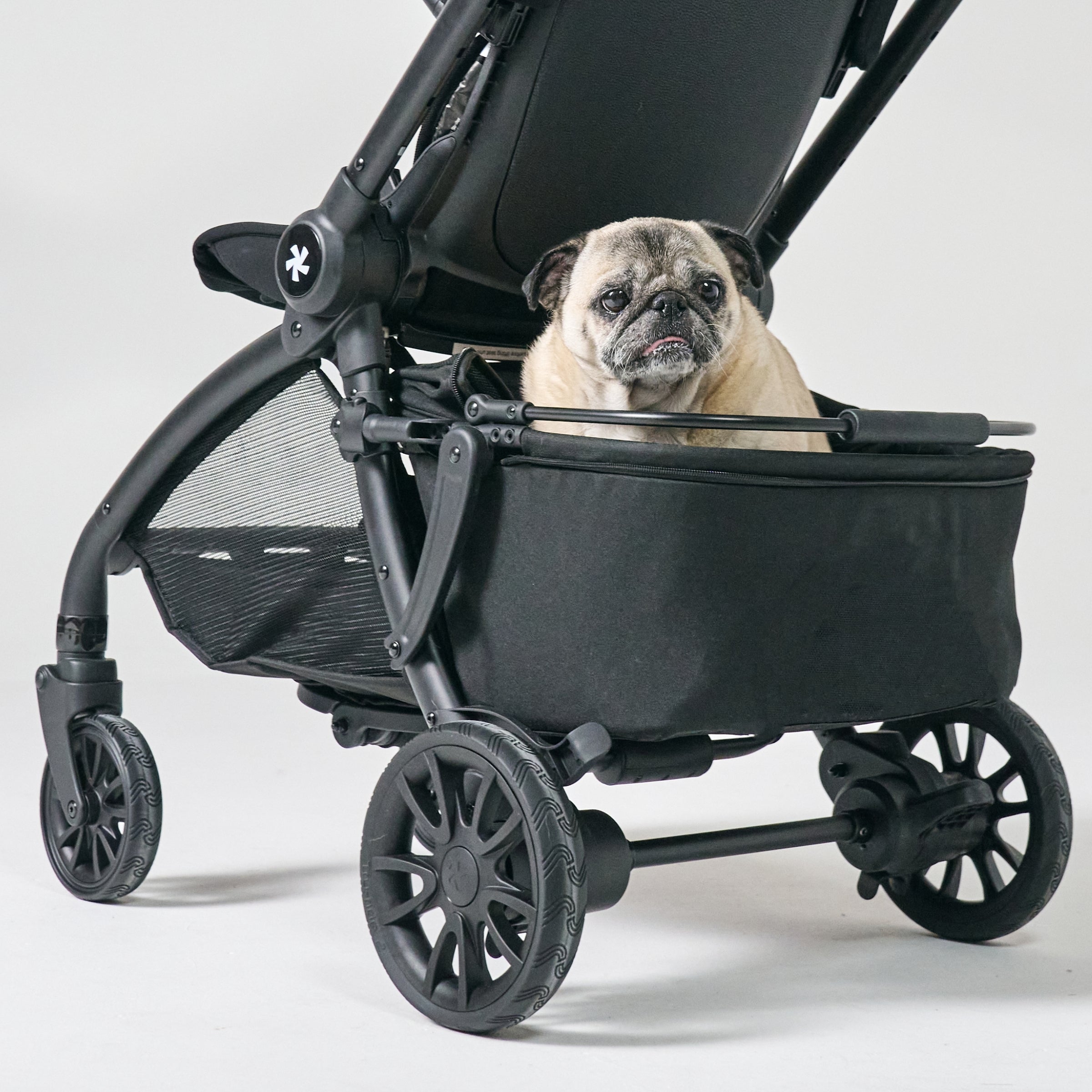 pug in pet basket in stroller